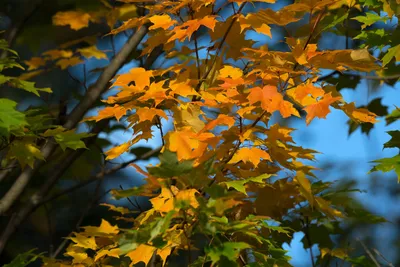 Картинка Клена ложнозибольдов: дерево в золотой осени