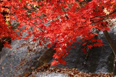 Клен маньчжурский с красивыми листьями: фотка