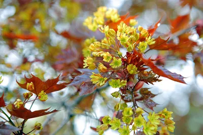 Фотография Клен зеленокорый с капельками росы на листьях