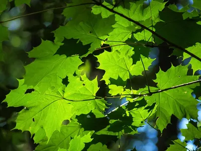 Фотография Клен зеленокорый в тени другого дерева