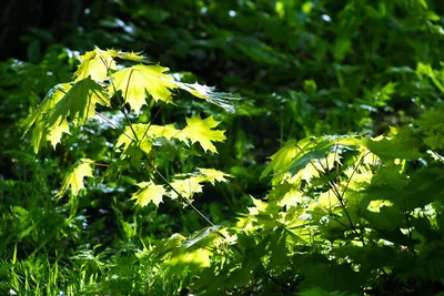 Фотография зеленокорого Клена в весеннем лесу