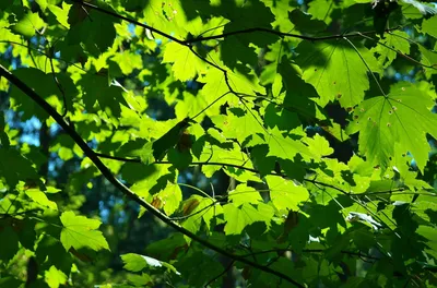 Картинка Клен зеленокорый на фоне зеленого листьев
