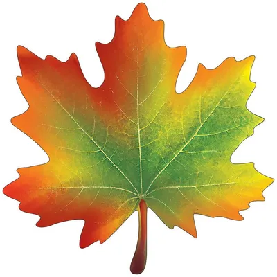 кленовый лист шаблон для вырезания из бумаги | Fall leaf template, Leaf  template, Autumn leaves