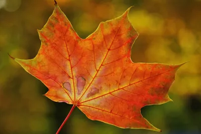 осенью и кленовые листья рисованной растение просто PNG , кленовый лист  клипарт, осень и, Кленовый лист PNG картинки и пнг PSD рисунок для  бесплатной загрузки | Fall leaves drawing, Fall leaves tattoo,
