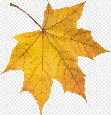 Обои кленовый лист, клен, лист, вода, осень, макро картинки на рабочий  стол, фото скачать бесплатно