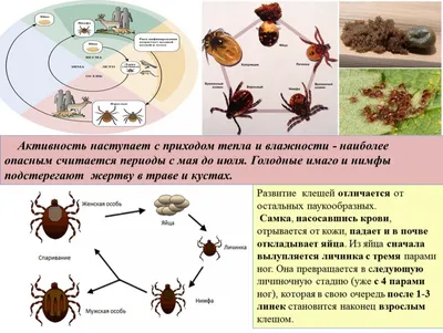 Пылевые клещи