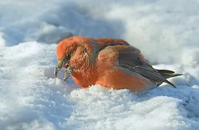 Red Crossbill / Клест-еловик / Шишкар ялиновий | Украина, Декабрь, Птицы