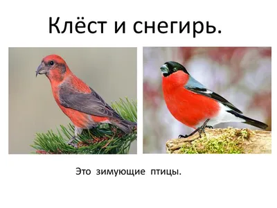 Клест, или Христова птица. | Центр реабилитации диких животных \"Ромашка\" |  Дзен