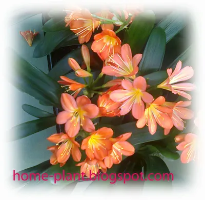 Изображение Кливии: идеальное растение для вашего дома