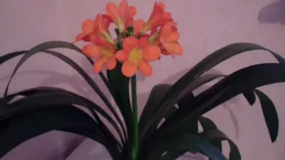 Роскошный цветок Кливии на картинке