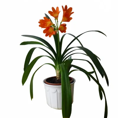 Кливия на фото: как вырастить этот цветок в домашних условиях