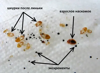 Все про лесных клопов и их жизнедеятельность