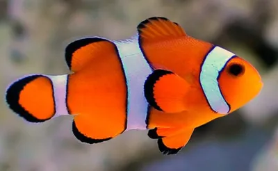 Клоун рыба: фото для социальных сетей