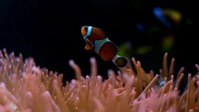 Клоун рыба: фото для обоев