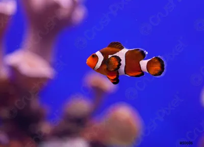 Клоун рыба: фотография для видео