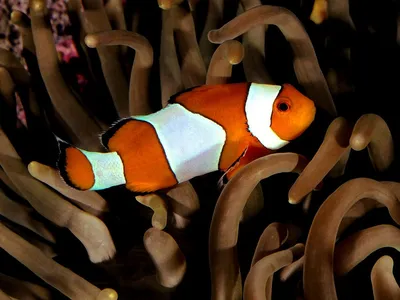 Клоун рыба: изображение для благотворительной организации
