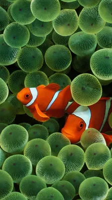 Фотка клоуна рыбы на фоне океана