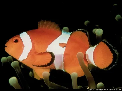 Клоун рыба на снимке: идеальное фото для рекламы