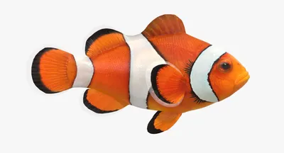 Клоун рыба в формате JPG для быстрой загрузки