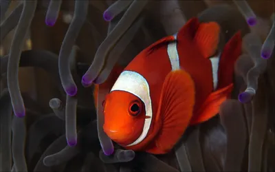 Клоун рыба на фото: идеальный выбор для рекламы морепродуктов