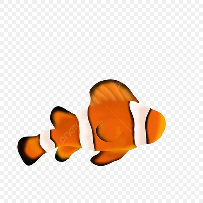 Клоун рыба на фото: идеальный выбор для веб-дизайна