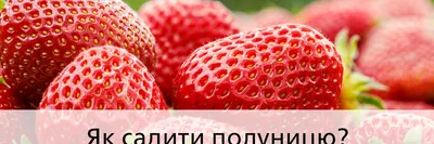 Выращивание клубники в домашних условиях: все секреты посадки и ухода —  Украина