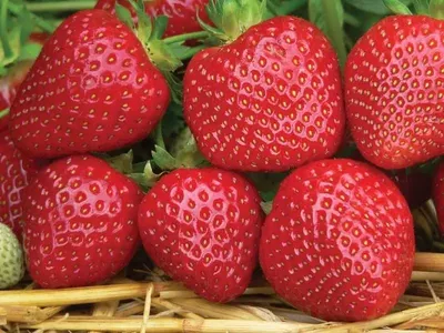 Greenhouse strawberry production in Tajikistan year around - first project  of its kind in Khujand - YouTube