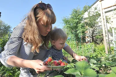 Посадка клубники, уход, подкормка – Агро-Маркет24