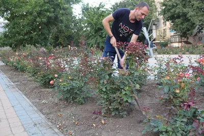 Красивая клумба из цветов розы своими руками. Советы по созданию, фото идеи