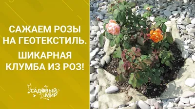 Хвойные растения в клумбе - Схемы - Особенности ухода