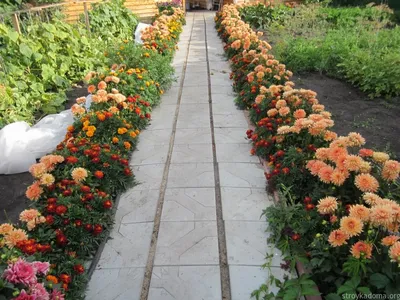 Клумба с розами на даче: лучшие сорта, идеи оформления, сочетание с другими  растениями (82 фото) | Растения, Пампасная трава, Клумбы