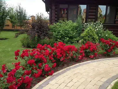 Клумба с розами перед домом (71 фото) » НА ДАЧЕ ФОТО