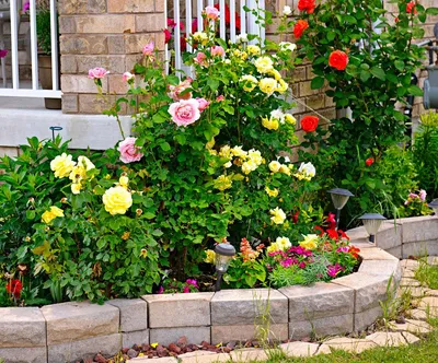 розы в ландшафтном дизайне | Садовый домик, Розы, Клумбы