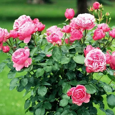 Как сделать стильный цветник из роз – подбор сортов, правила ухода | Дизайн  участка (Огород.ru)