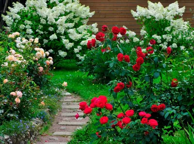 Можно ли сажать лилии и розы рядом? Посмотрите на нашу клумбу... | Цвети  мой сад | Дзен