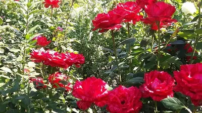 Можно ли посадить розу в горшок или что делать если хочется выращивать розы  в Сибири - Энциклопедия - Всё о цветах для Вашего сада