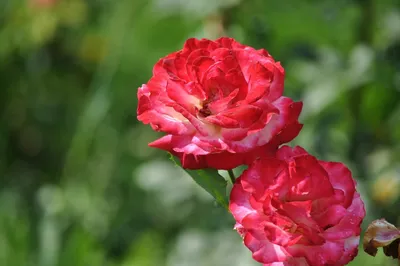 Лавочка с розами на даче #розы #дача #лавочка #скамейка #дом #сад #роза  #цветы #газон | Дача, сад и огород | ВКонтакте