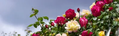 Красивые клумбы с розами (44 фото) - фото - картинки и рисунки: скачать  бесплатно