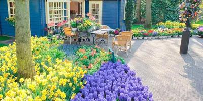 Клумба на даче: какие цветы хороши для сада? | KV.by