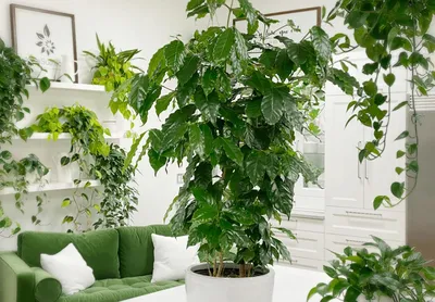 Кофейное дерева и его выращивание в домашних условиях