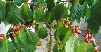 🌳 Искусственное кофейное дерево, 150-210см купить » Искусственные растения  с доставкой по всей России