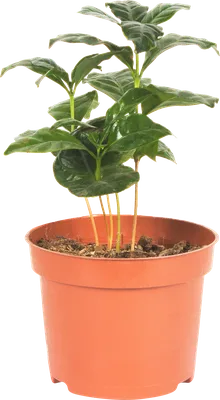 Прекрасное растение Кофе АрабикаПрекрасное растение Кофе Арабика - Зеленый  Остров, интернет-магазин товаров для сада и дачи