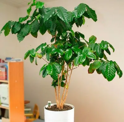Кофейное дерево советы за уходом в домашних условиях | Growbox