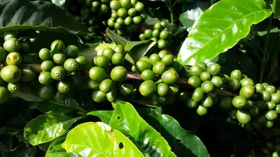 Как растет кофейное дерево? Оптимальные условия выращивания