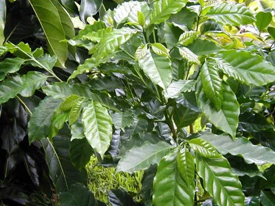 Попробуйте сами: выращиваем кофейное дерево у себя дома | ivd.ru