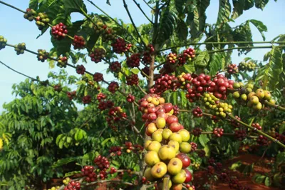 Выращиваем дома кофейное дерево: бонсай и не только | Новости игрушек и  жизни | Дзен