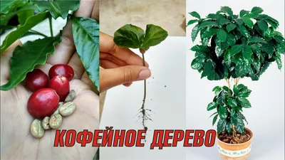 Как вырастить КОФЕЙНОЕ ДЕРЕВО дома ☕ - YouTube