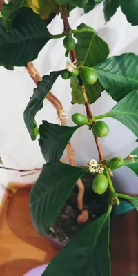 Вырастить кофе дома — реально: советы биологов из челябинского  ботанического сада - KP.RU