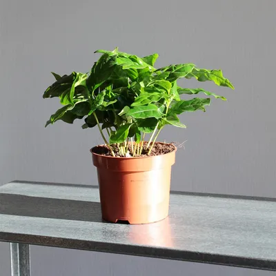 Новый супер-хит! Настоящее кофейное дерево☕️ В этой кружке несколько  ростков кофейного дерева которое вы можете посадить у себя дома или… |  Instagram