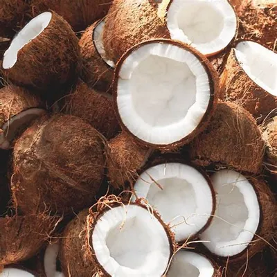 Фото кокосового дерева: как создать идеальные условия для роста